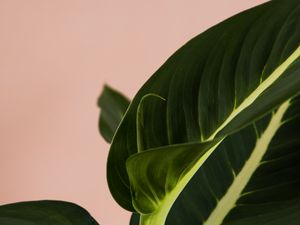 Preview wallpaper plant, leaves, macro, houseplant