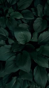 Preview wallpaper plant, leaves, macro, green, tropics