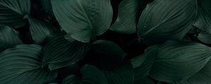 Preview wallpaper plant, leaves, macro, green, tropics