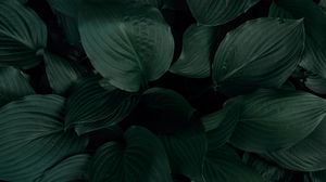 Preview wallpaper plant, leaves, macro, green, tropics