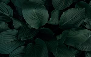 Preview wallpaper plant, leaves, macro, green, tropics
