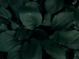 Preview wallpaper plant, leaves, macro, green, tropics