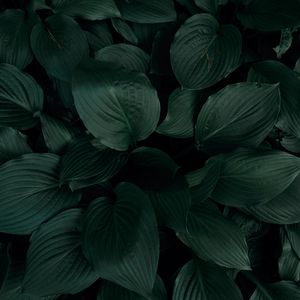 Preview wallpaper plant, leaves, macro, green, tropics