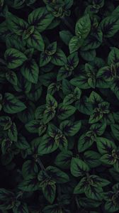 Preview wallpaper plant, leaves, macro, dark, green