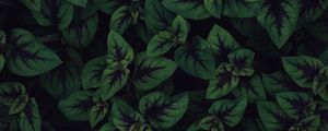 Preview wallpaper plant, leaves, macro, dark, green