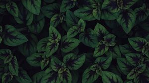 Preview wallpaper plant, leaves, macro, dark, green