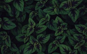 Preview wallpaper plant, leaves, macro, dark, green