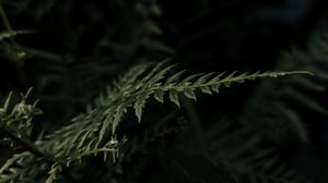 Preview wallpaper plant, leaves, macro