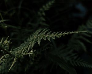 Preview wallpaper plant, leaves, macro