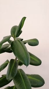 Preview wallpaper plant, leaves, macro, minimalism