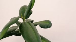 Preview wallpaper plant, leaves, macro, minimalism