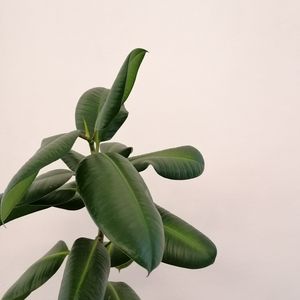 Preview wallpaper plant, leaves, macro, minimalism