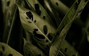 Preview wallpaper plant, leaves, macro, tropics