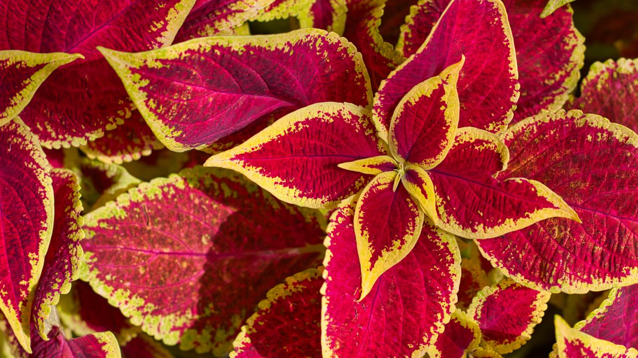 Wallpaper plant, leaves, macro, red, yellow