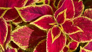 Preview wallpaper plant, leaves, macro, red, yellow