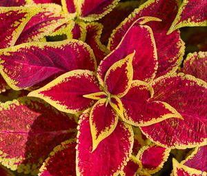Preview wallpaper plant, leaves, macro, red, yellow