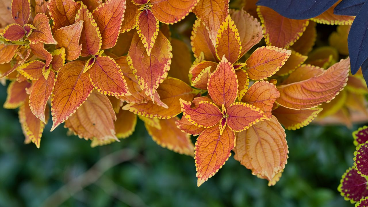 Wallpaper plant, leaves, macro, brown