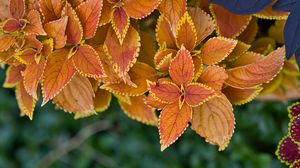 Preview wallpaper plant, leaves, macro, brown