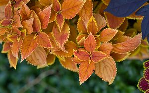 Preview wallpaper plant, leaves, macro, brown