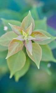 Preview wallpaper plant, leaves, macro, blur, green
