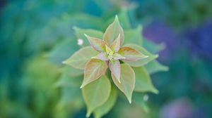 Preview wallpaper plant, leaves, macro, blur, green