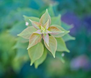 Preview wallpaper plant, leaves, macro, blur, green