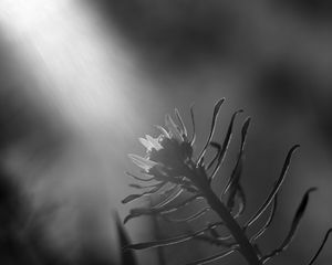 Preview wallpaper plant, leaves, macro, black and white