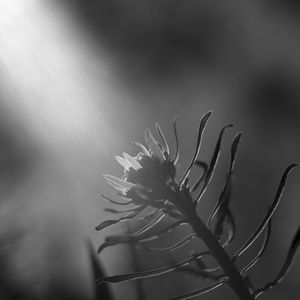 Preview wallpaper plant, leaves, macro, black and white