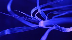 Preview wallpaper plant, leaves, neon