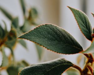 Preview wallpaper plant, leaves, pile, macro