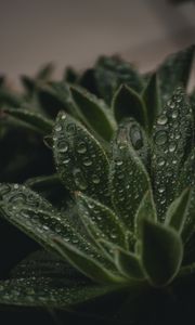 Preview wallpaper plant, leaves, pile, drops, wet, macro, green