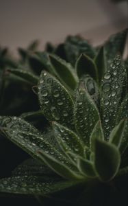 Preview wallpaper plant, leaves, pile, drops, wet, macro, green