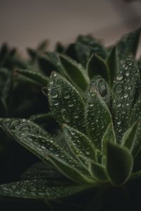 Preview wallpaper plant, leaves, pile, drops, wet, macro, green