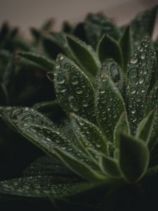 Preview wallpaper plant, leaves, pile, drops, wet, macro, green