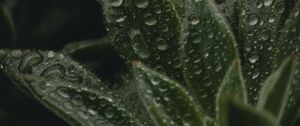 Preview wallpaper plant, leaves, pile, drops, wet, macro, green