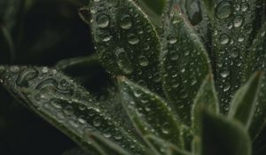 Preview wallpaper plant, leaves, pile, drops, wet, macro, green