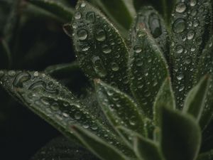 Preview wallpaper plant, leaves, pile, drops, wet, macro, green