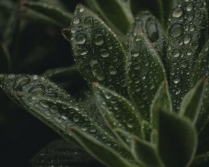 Preview wallpaper plant, leaves, pile, drops, wet, macro, green