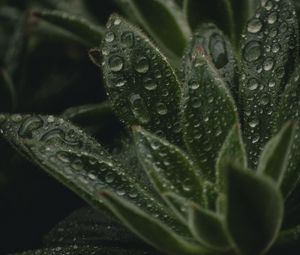 Preview wallpaper plant, leaves, pile, drops, wet, macro, green