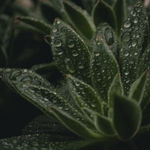 Preview wallpaper plant, leaves, pile, drops, wet, macro, green