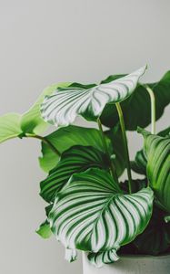 Preview wallpaper plant, leaves, pot, macro, green
