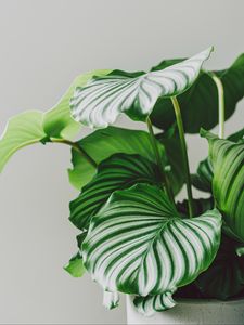 Preview wallpaper plant, leaves, pot, macro, green