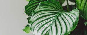 Preview wallpaper plant, leaves, pot, macro, green