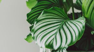 Preview wallpaper plant, leaves, pot, macro, green