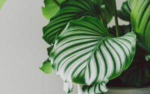 Preview wallpaper plant, leaves, pot, macro, green