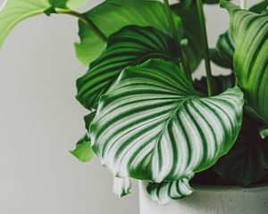 Preview wallpaper plant, leaves, pot, macro, green