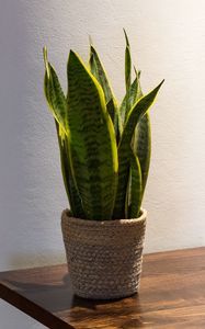 Preview wallpaper plant, leaves, pot, decor