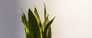 Preview wallpaper plant, leaves, pot, decor