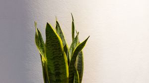 Preview wallpaper plant, leaves, pot, decor