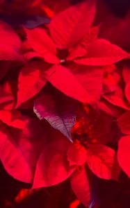 Preview wallpaper plant, leaves, red, blur, shadows